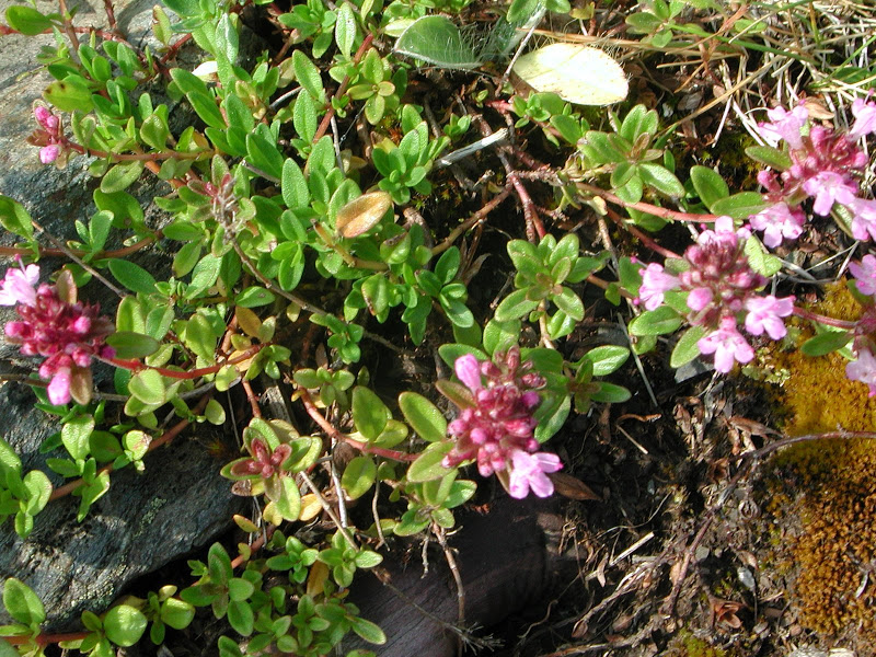 DSCN4377.JPG