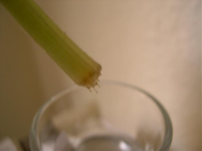 DSCN4382.jpg