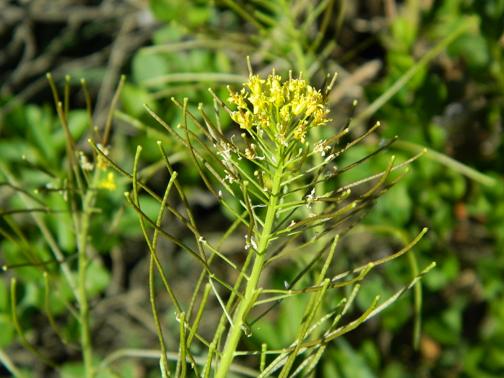 DSCN4412.jpg