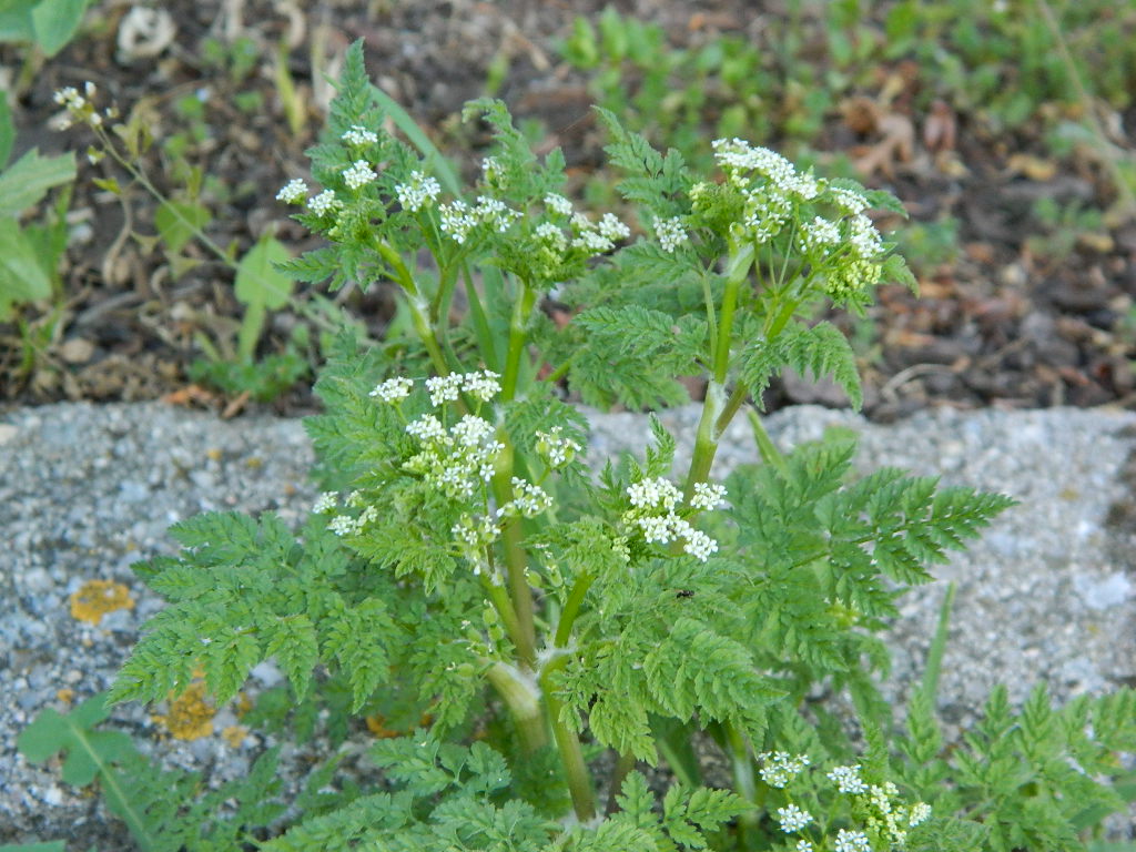 DSCN4419.jpg