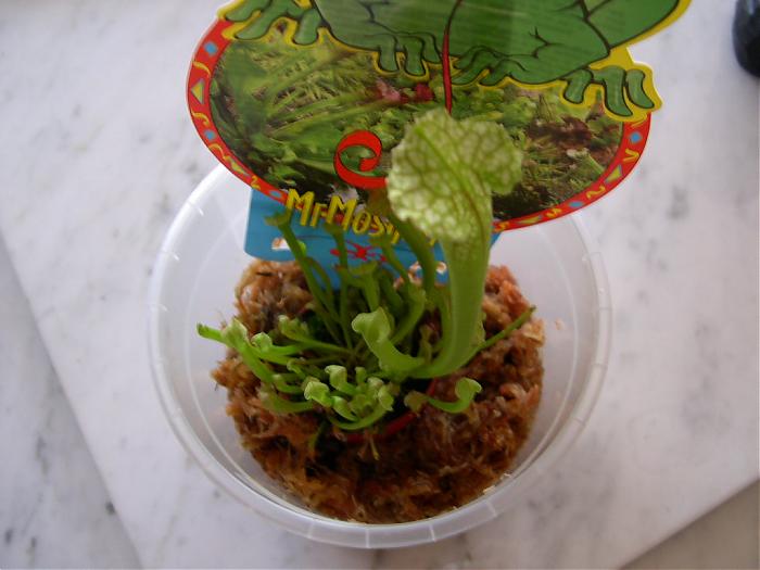 DSCN4420.jpg