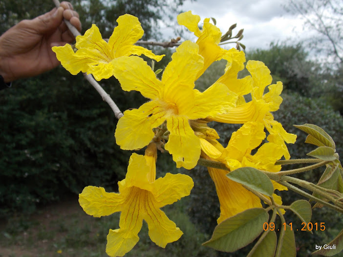 DSCN4458.JPG