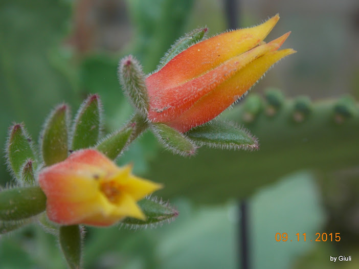 DSCN4464.JPG