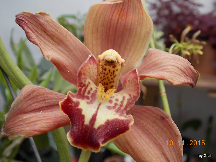 DSCN4467.JPG