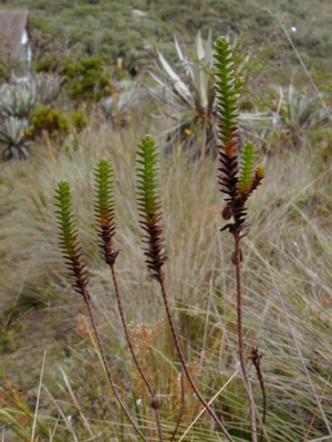 DSCN4473.JPG