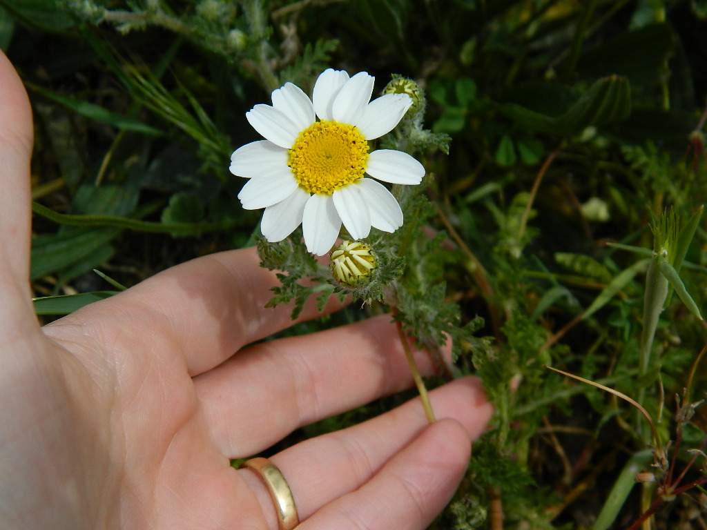 DSCN4474-1.jpg