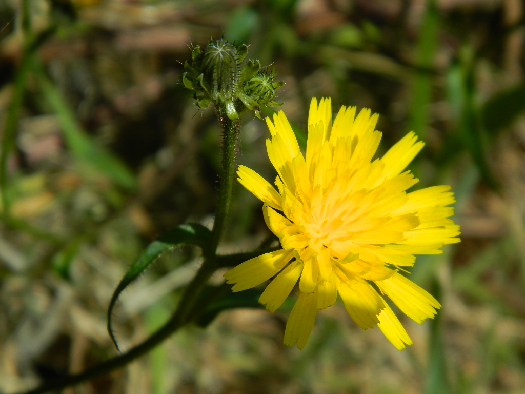 DSCN4489.jpg