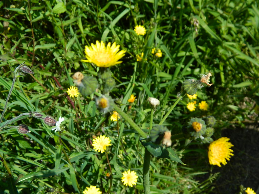 DSCN4491.jpg