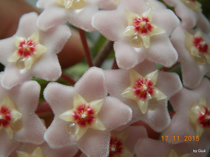 DSCN4525.JPG