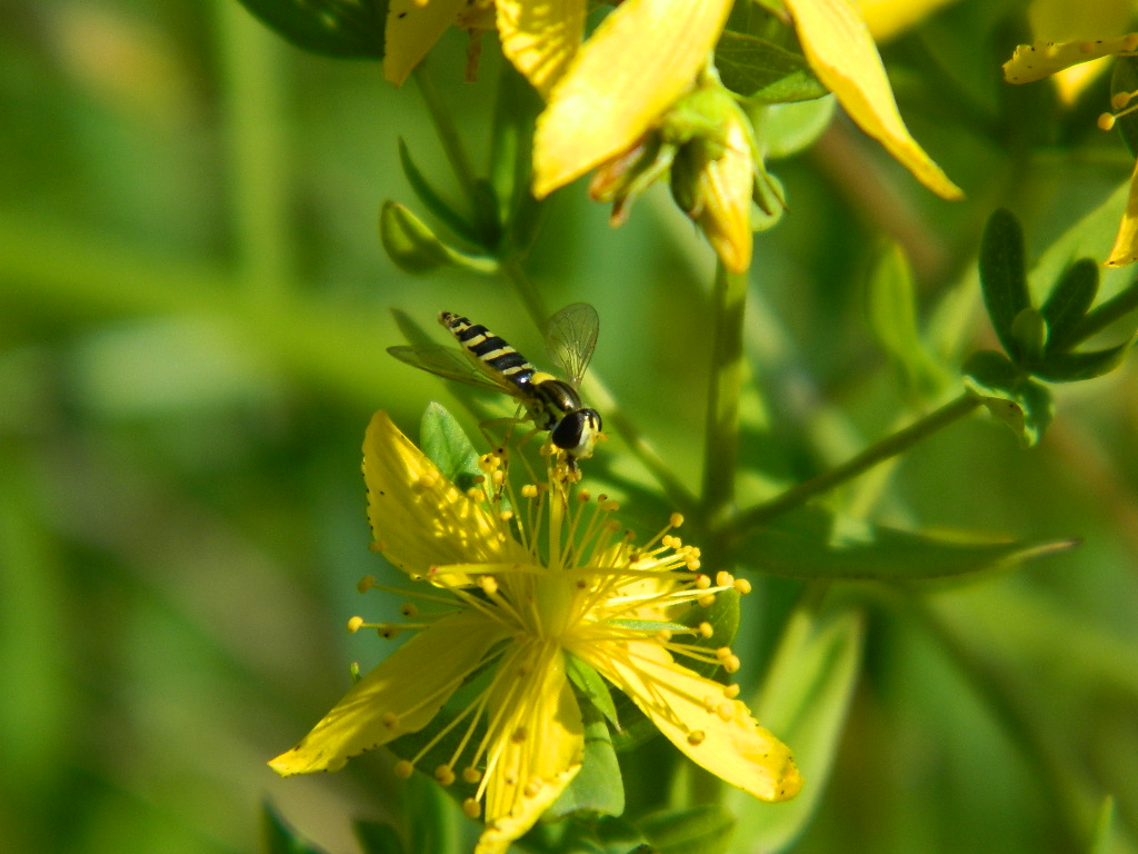 DSCN4560.jpg