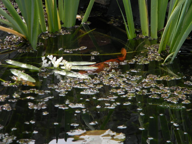 DSCN4599.jpg