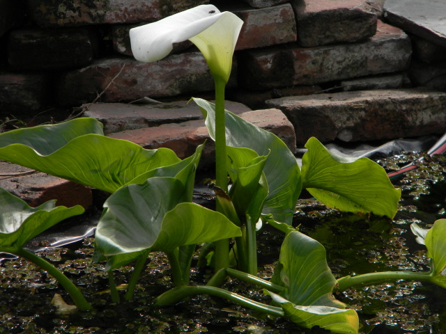 DSCN4600.jpg