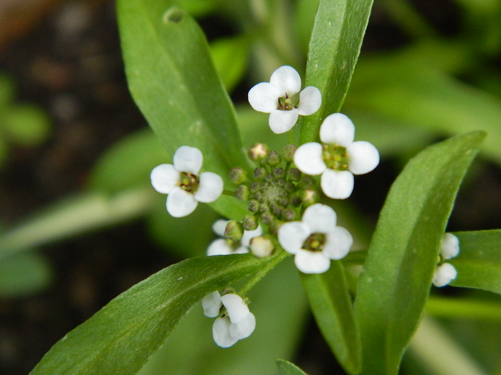 DSCN4601.jpg