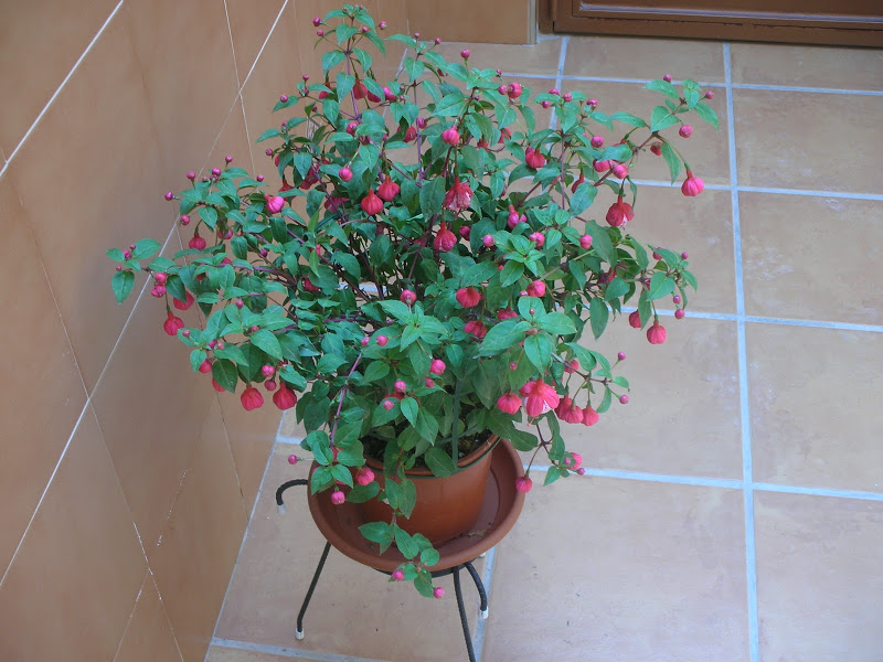 dscn4604.jpg