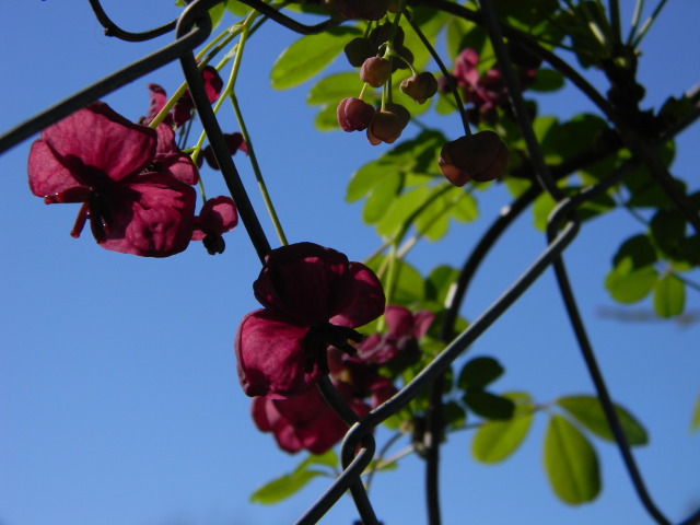 DSCN4604.jpg