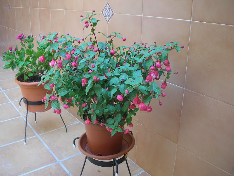 dscn4605.jpg
