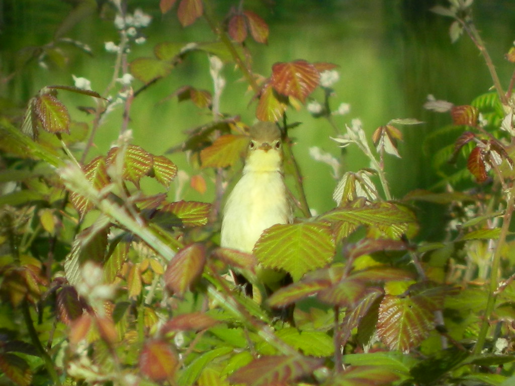 DSCN4607.jpg