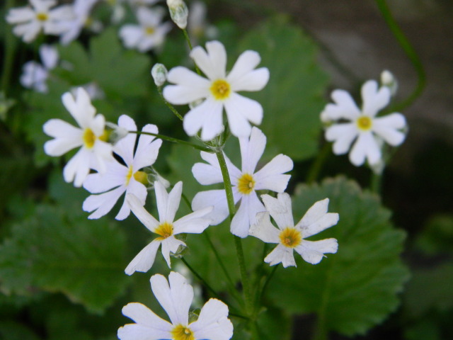 DSCN4610.jpg
