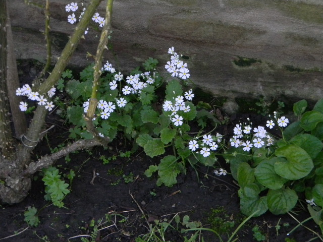 DSCN4612.jpg