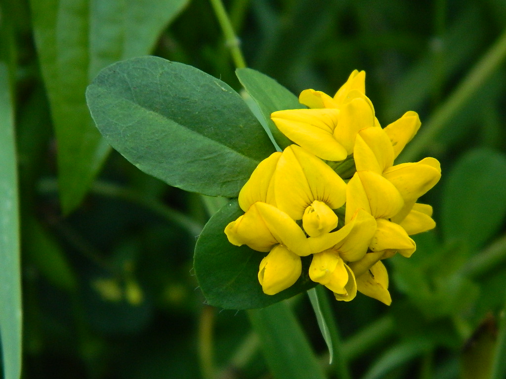 DSCN4612.jpg