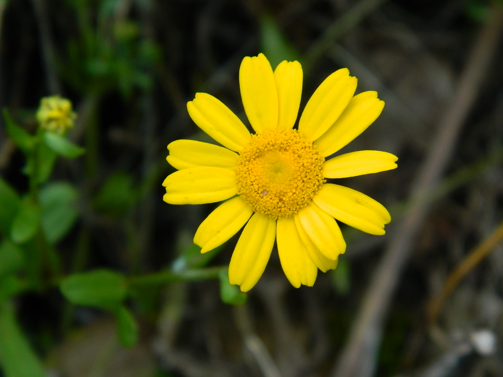 DSCN4613.jpg