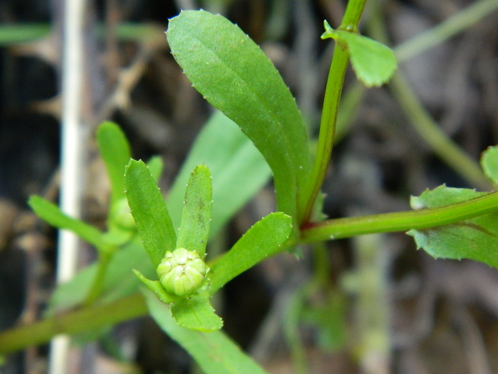 DSCN4614.jpg