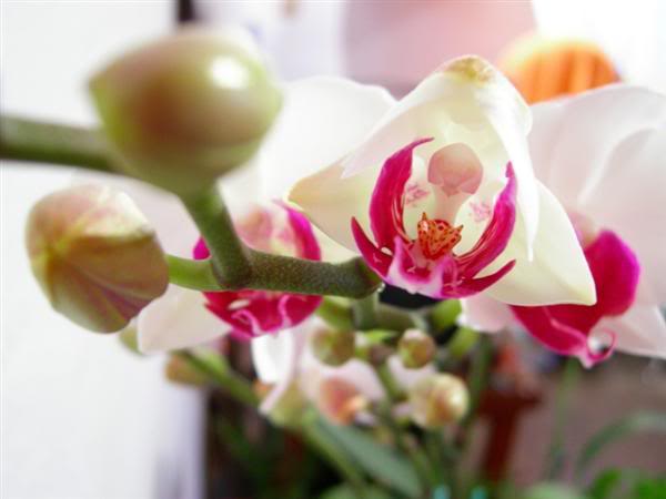 dscn4625.jpg