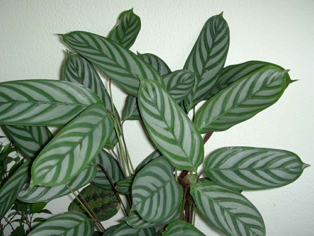 Dscn4629maranta.JPG