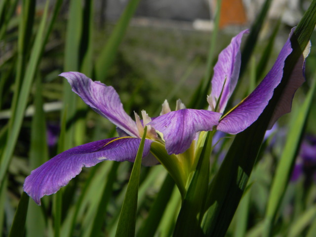 DSCN4652.jpg