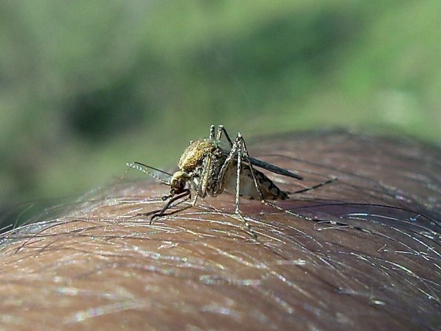 DSCN4665.jpg