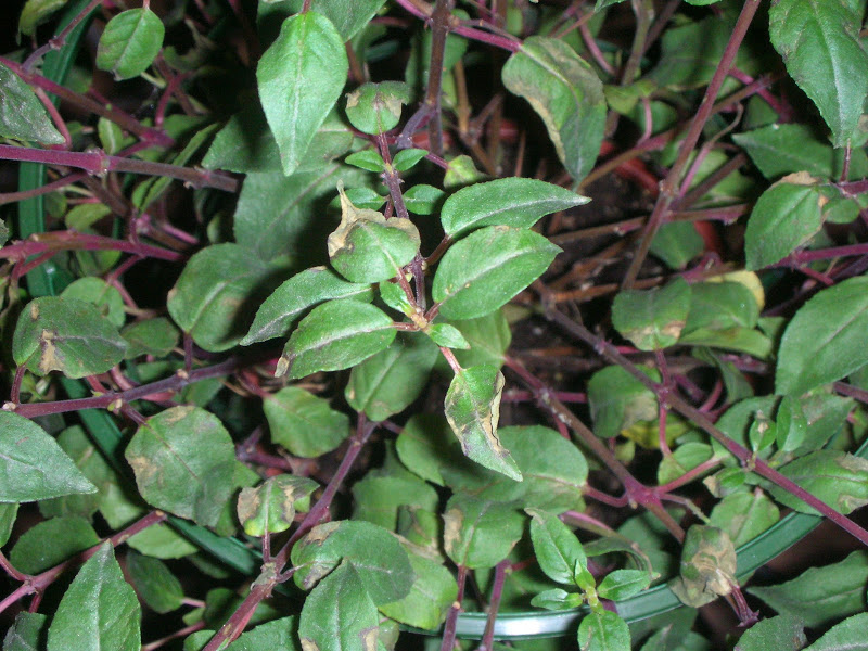 dscn4667.jpg