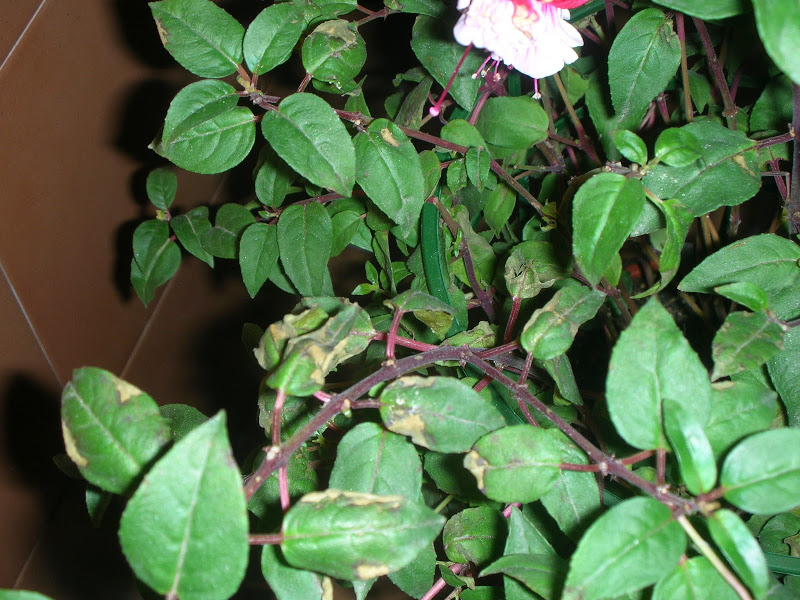 dscn4668.jpg