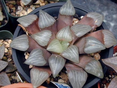 Dscn4686.jpg