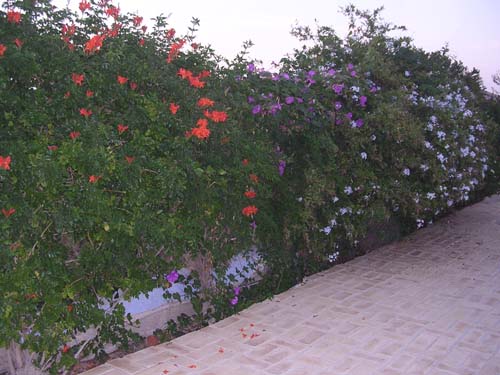 DSCN4726.JPG