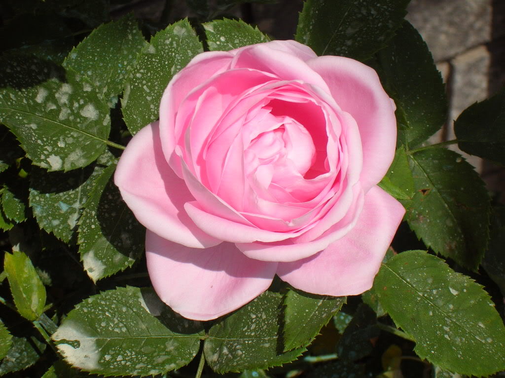 DSCN4756.jpg