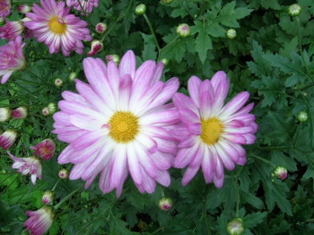 DSCN4759.jpg