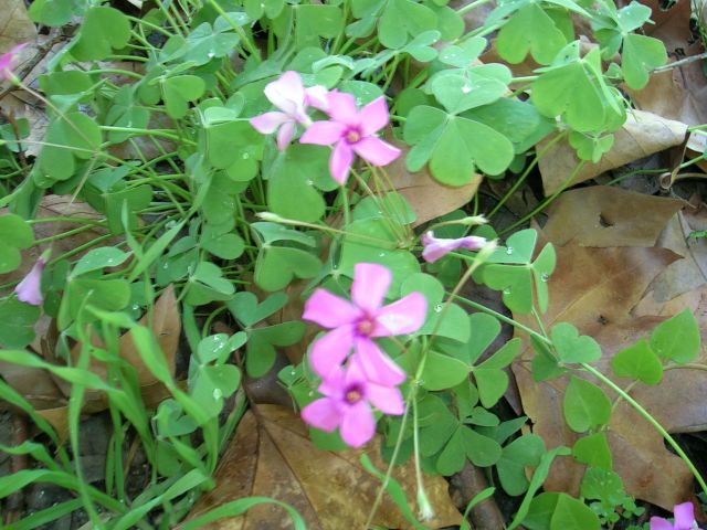 DSCN4777.jpg