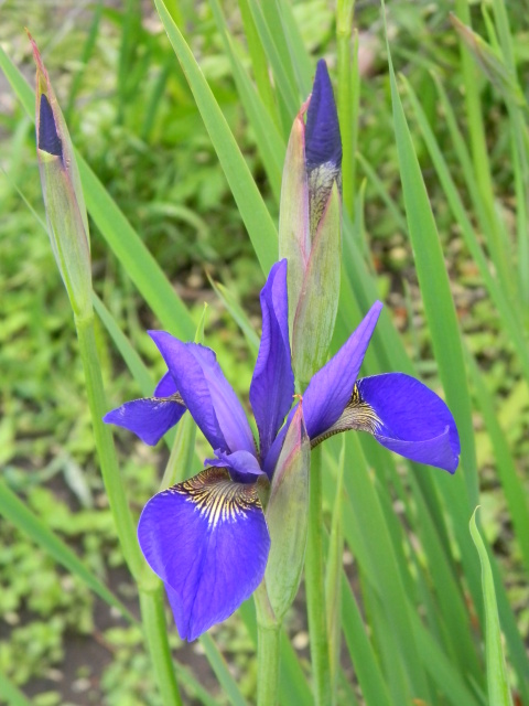 DSCN4801.jpg