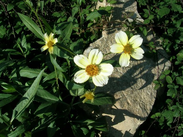 DSCN4809.jpg