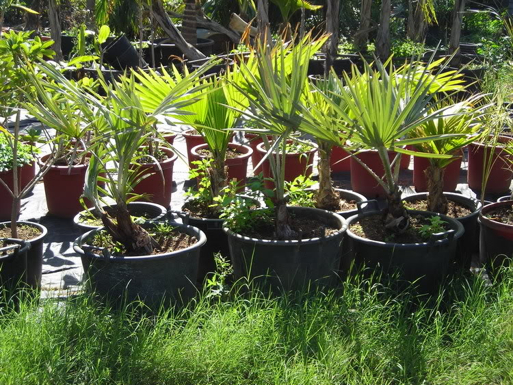 DSCN4831_redimensionar.jpg