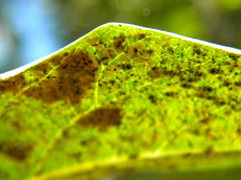 DSCN4832.JPG