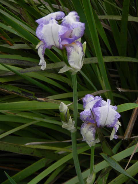 DSCN4843.jpg