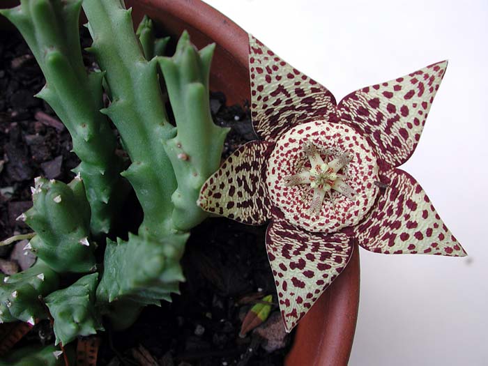DSCN4865R.jpg