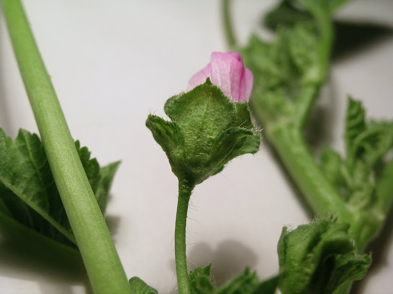 DSCN4872.JPG