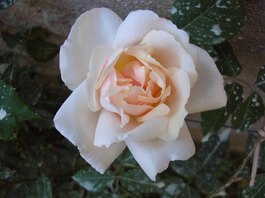 DSCN4881.jpg