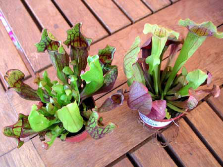 DSCN4883.JPG