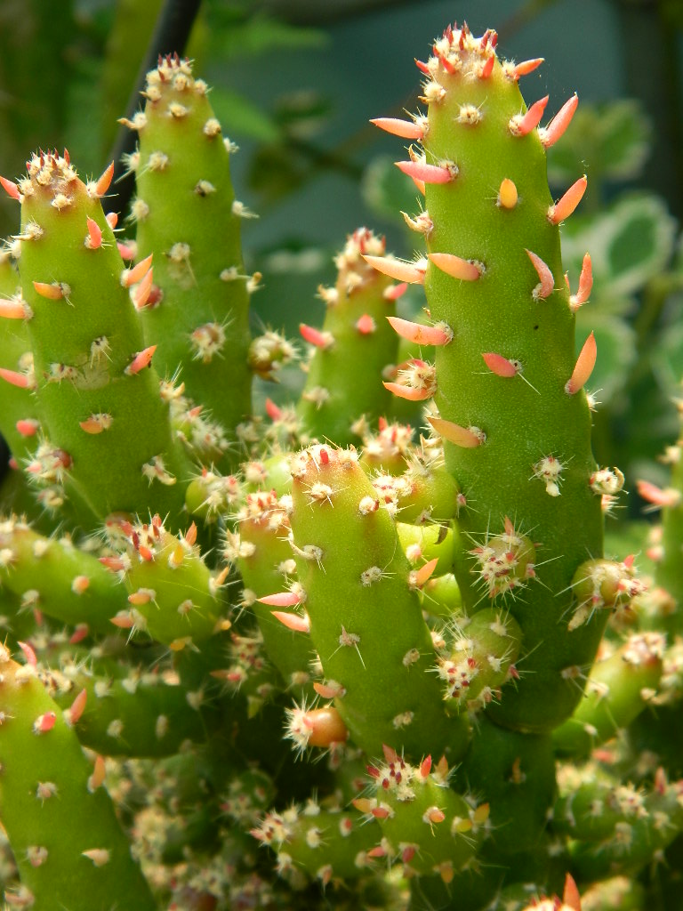 DSCN4920.jpg