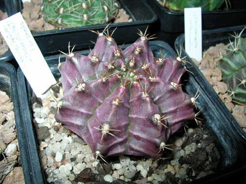DSCN4929.JPG