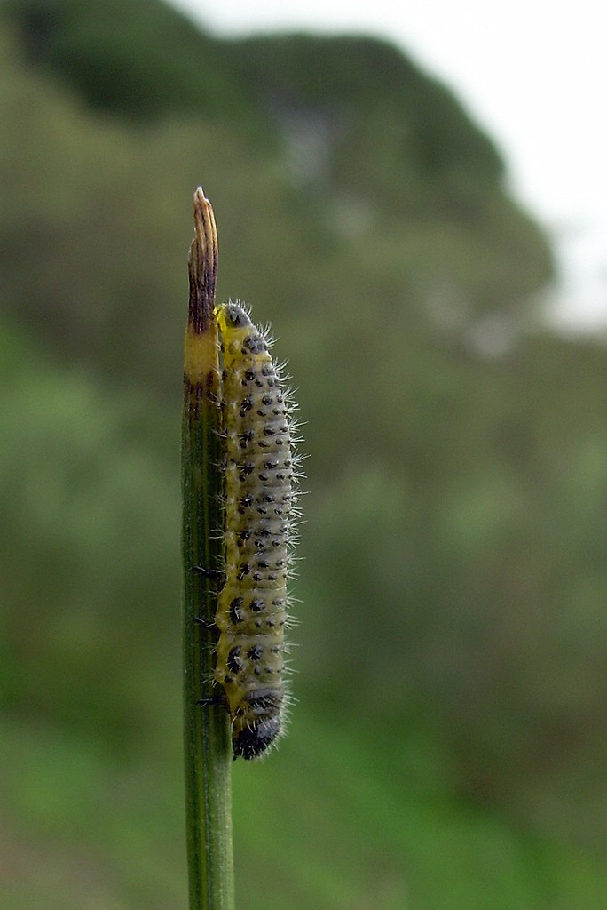 DSCN4963.JPG