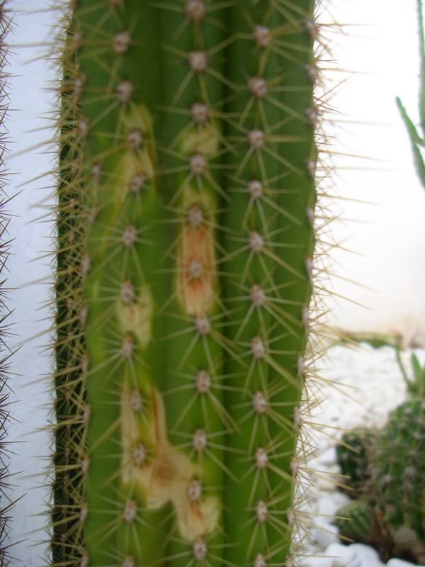 DSCN4970.jpg